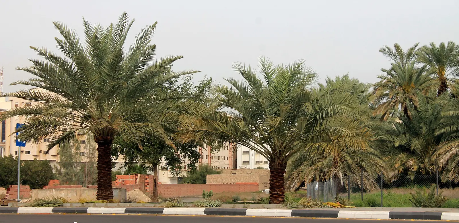 وادي بُطْحان